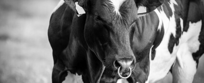 toro - holstein