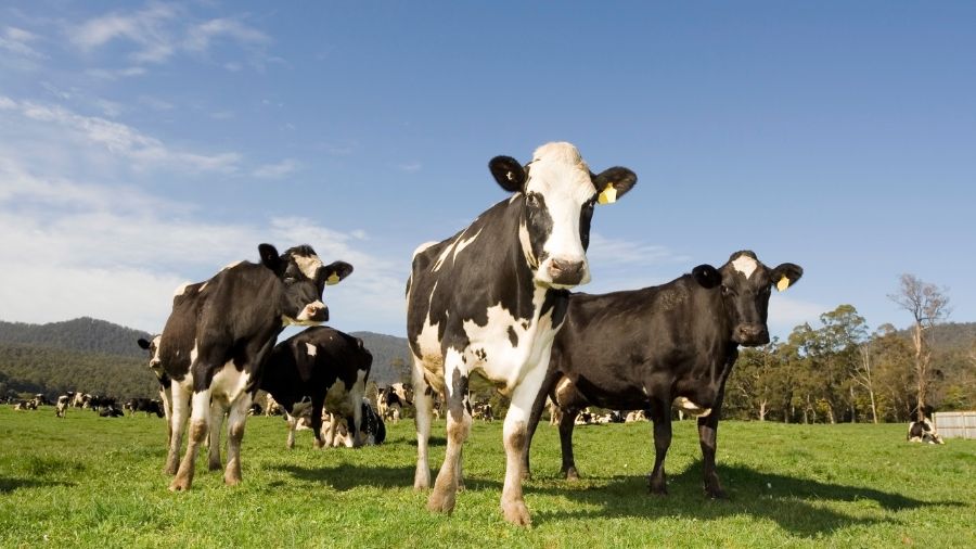 vacche – pascolo – bovini -prato vacche - pascolo - bovini -prato