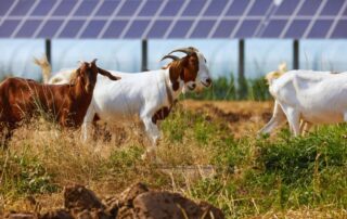 fotovoltaico-capre