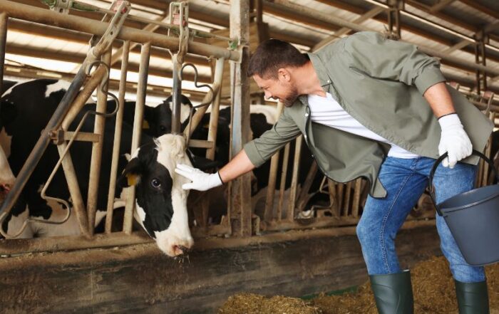 vacca -stalla-frisona-carezza-benesseanimale