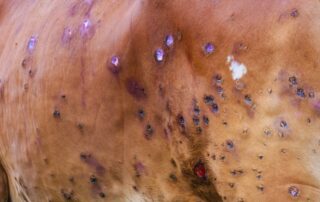 dermatite-nodulare-contagiosa