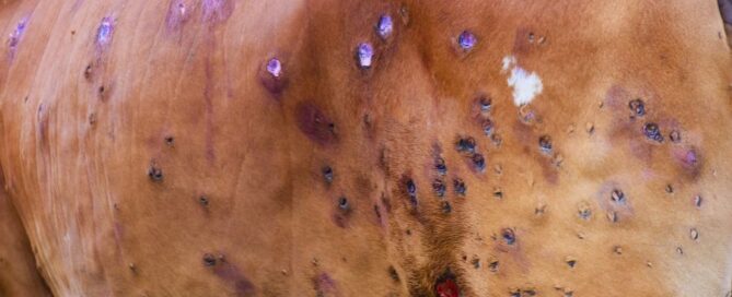 dermatite-nodulare-contagiosa