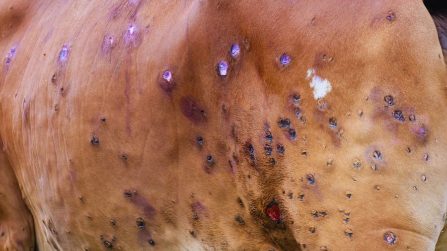 dermatite-nodulare-contagiosa