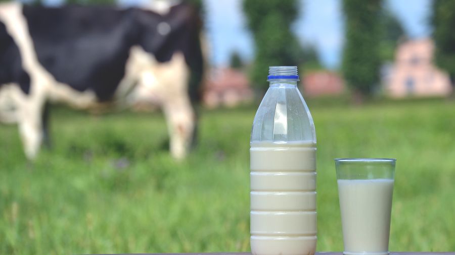 latte – vacca – bottiglia latte - vacca - bottiglia
