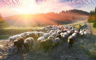 pecore - pastore - pascolo