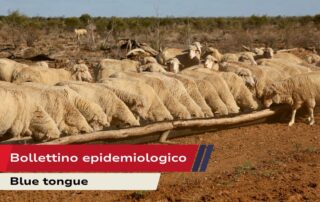 Bollettino epidemiologico-BT