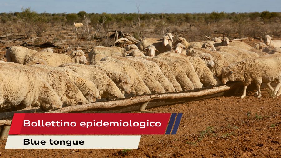 Bollettino epidemiologico-BT