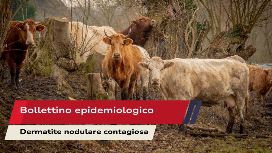 Bollettino epidemiologico