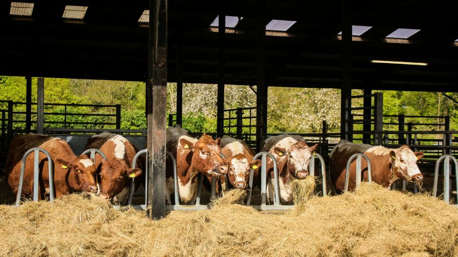 COPERTINE BETTA (63)