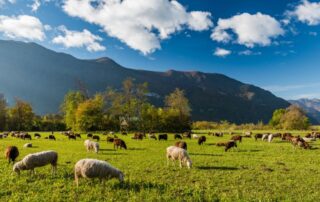 pascolo-pecore-montagna