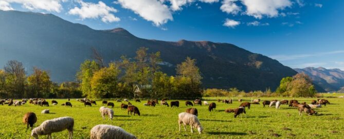 pascolo-pecore-montagna