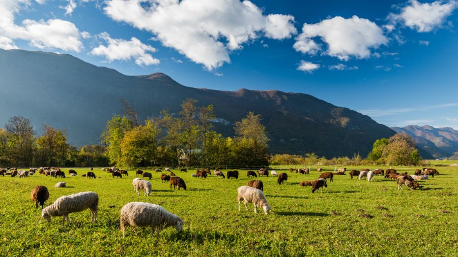 pascolo-pecore-montagna