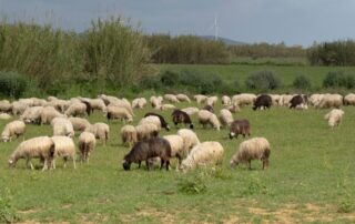pecore-sarde-pascolo