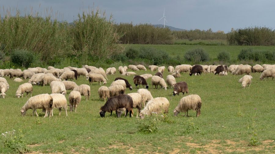 pecore-sarde-pascolo