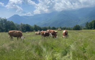 Mostra-Formaggi-di-Alpeggio