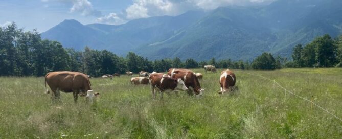 Mostra-Formaggi-di-Alpeggio