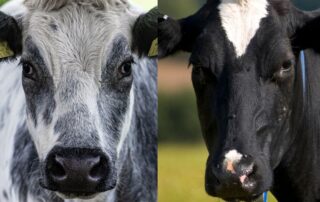 blue belga e frisona - beef on dairy