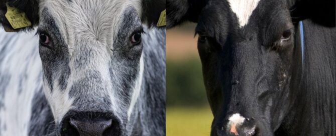 blue belga e frisona - beef on dairy
