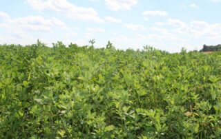 erba medica - campo - agricoltura