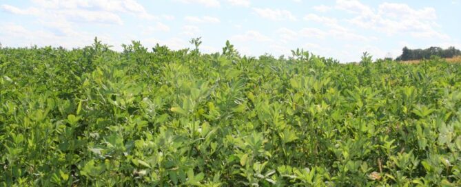 erba medica - campo - agricoltura