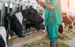 veterinario - bovini - frisona