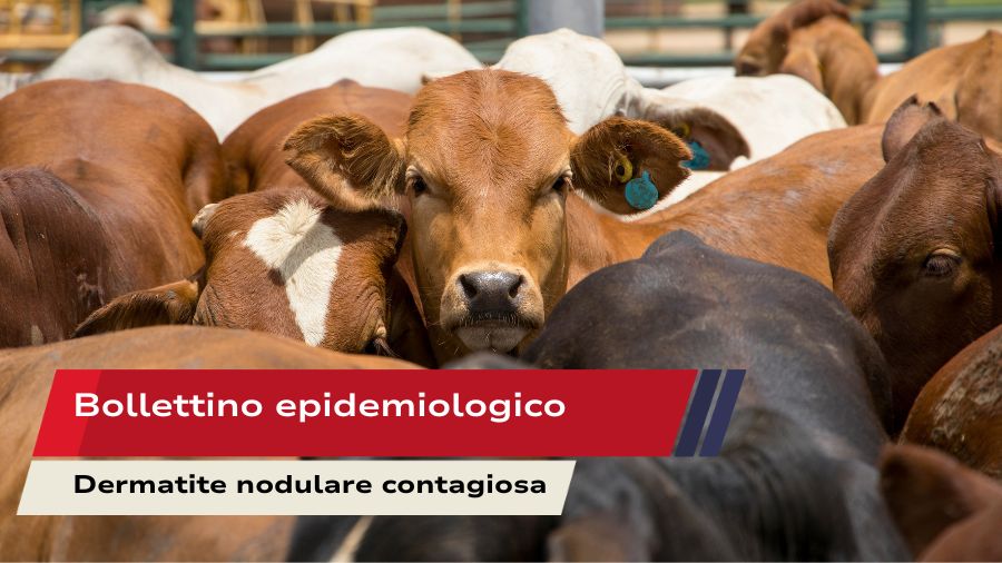 Bollettino epidemiologico (4)