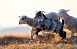 capretto-agnello
