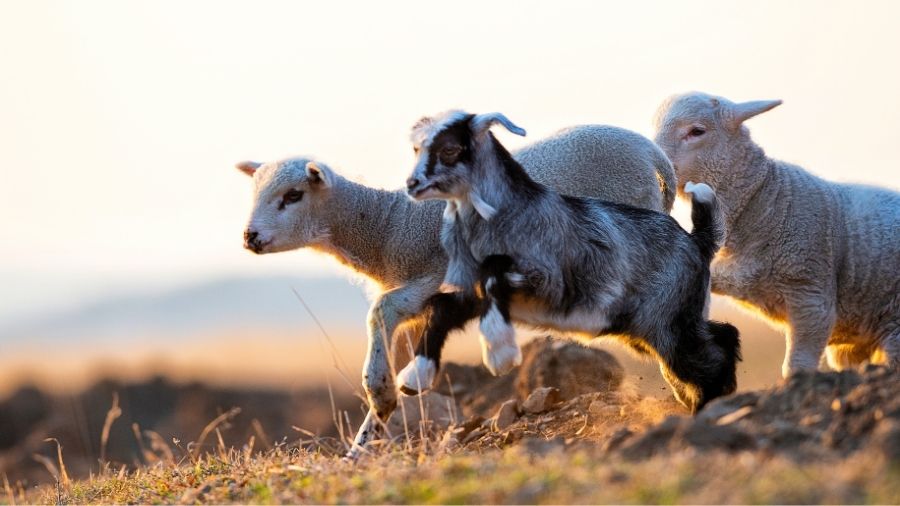 capretto-agnello capretto-agnello