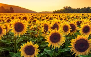 girasole-campo