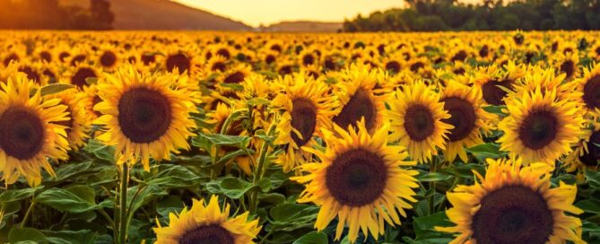 girasole-campo