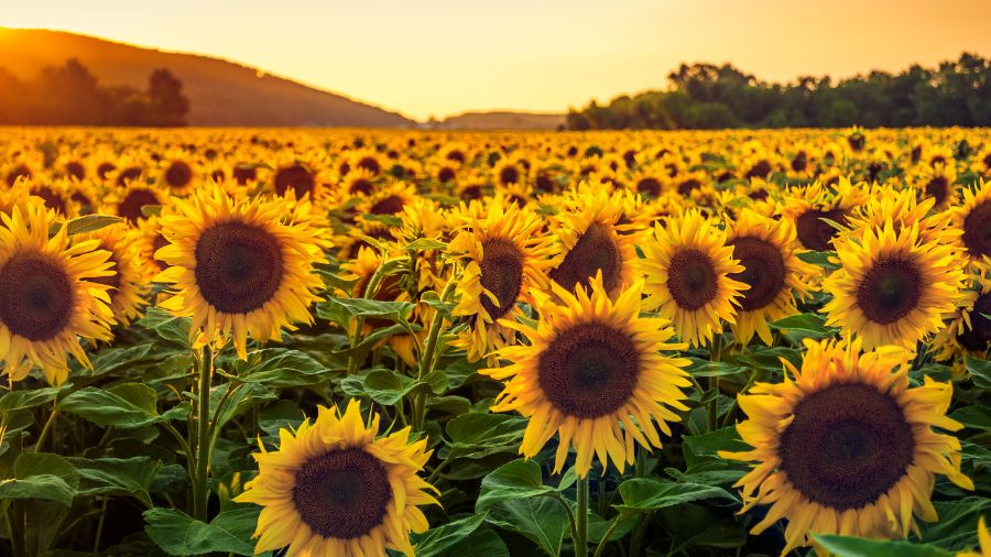 girasole-campo girasole-campo