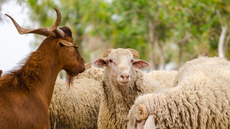 pecore e capre pecore e capre