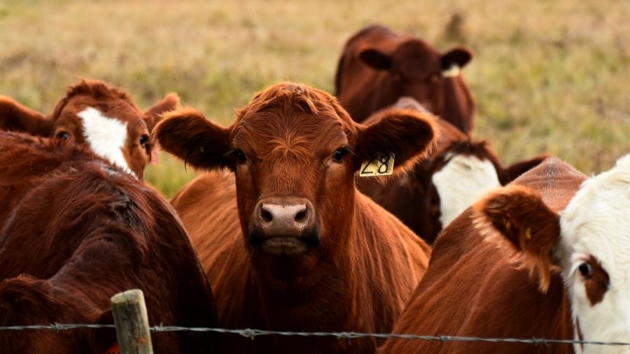 bovini-carne