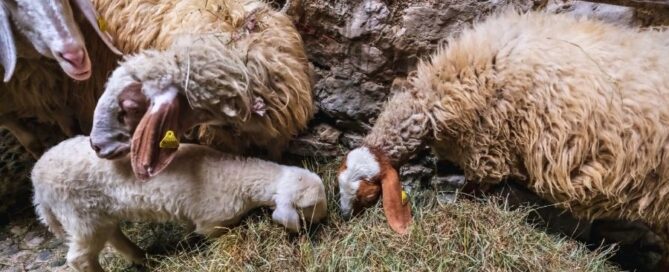 agnello-pecore-comisana