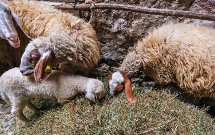 agnello-pecore-comisana
