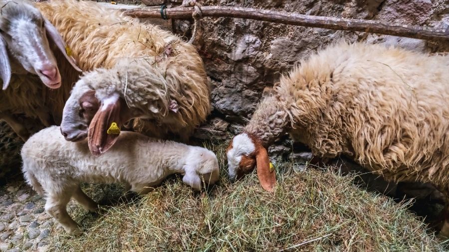 agnello-pecore-comisana agnello-pecore-comisana