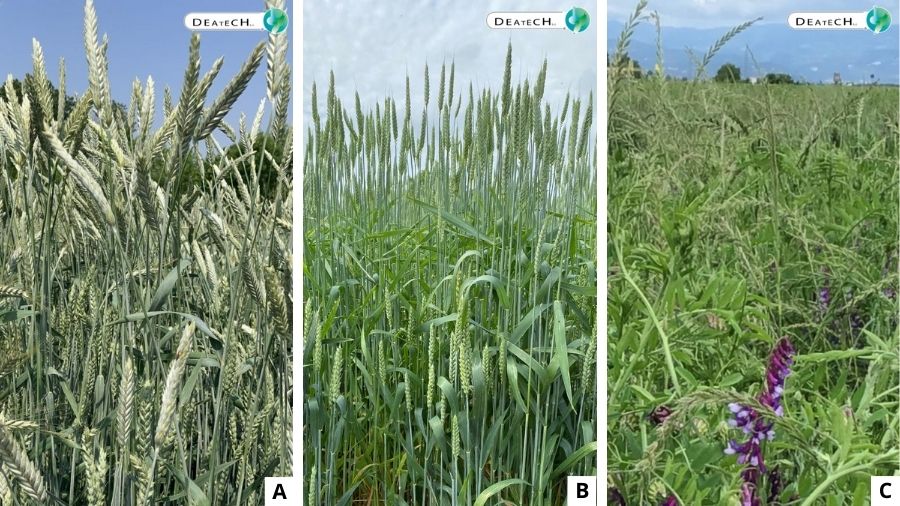 Sementi Deatech – Prolattemix, Innovamix e Wheatmix