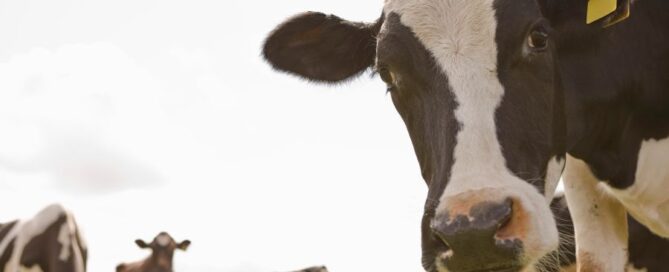 Allevamento Eat-Lancet