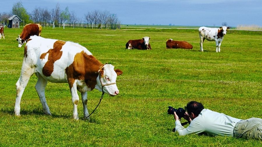 vacca-foto-pascolo-concorso-fotografico