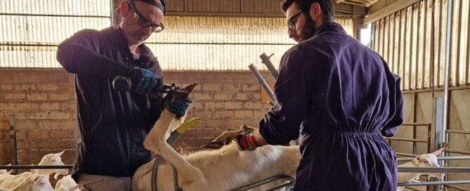 tarantino-pareggiofunzionale-capre-montejugo