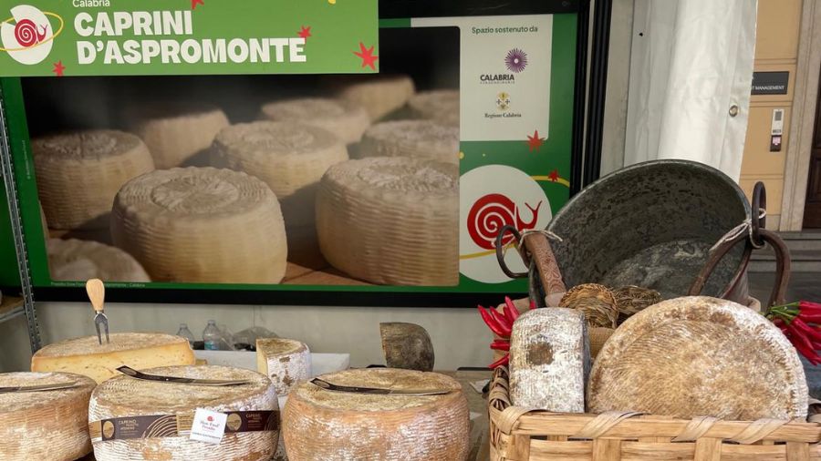 Caprini-Aspromonte-Francesco Sacca Presidio-Slow-Food-Caprini-Aspromonte-Sacca