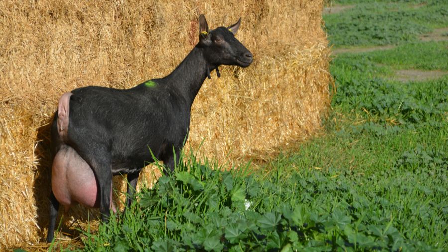 capra murciana – caprigran