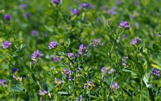 erba-medica-campo