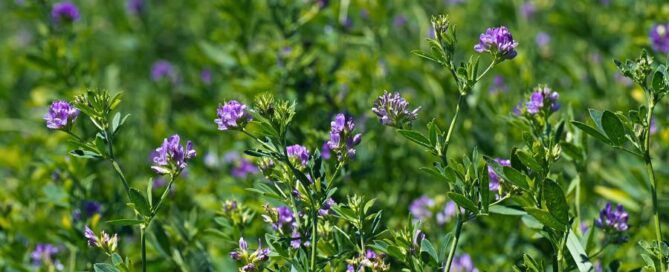 erba-medica-campo