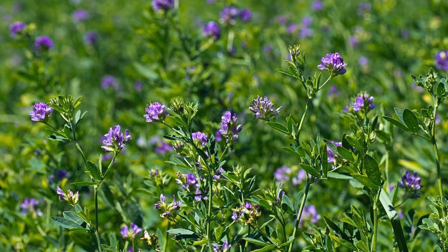 erba-medica-campo erba-medica-campo