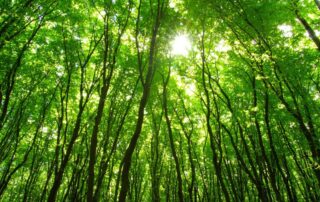 foreste crediti