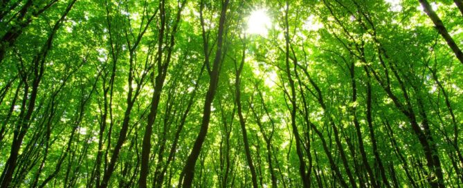 foreste crediti