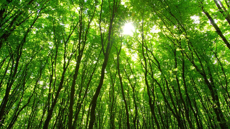 foreste crediti foreste crediti