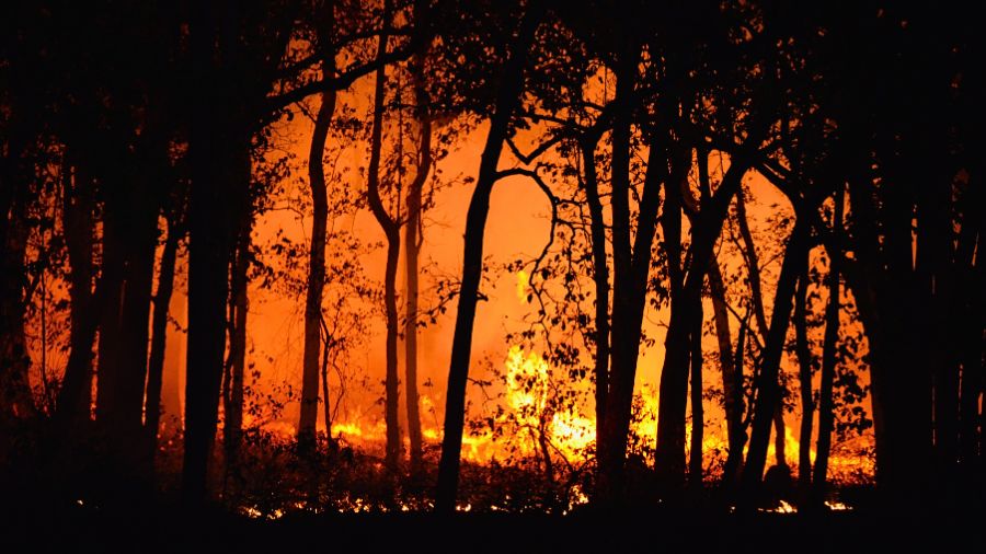 incendio-bosco-fuoco