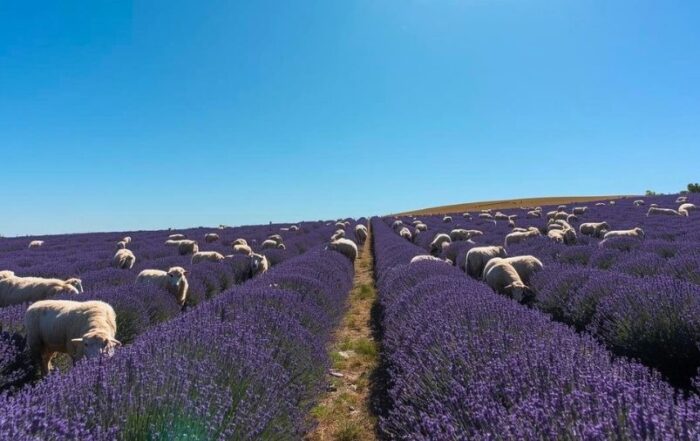 pecore-lavanda